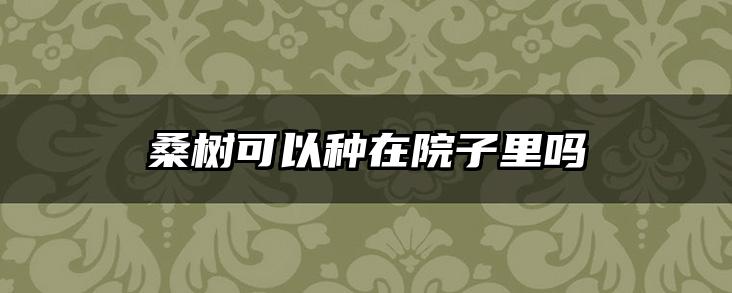 桑树可以种在院子里吗