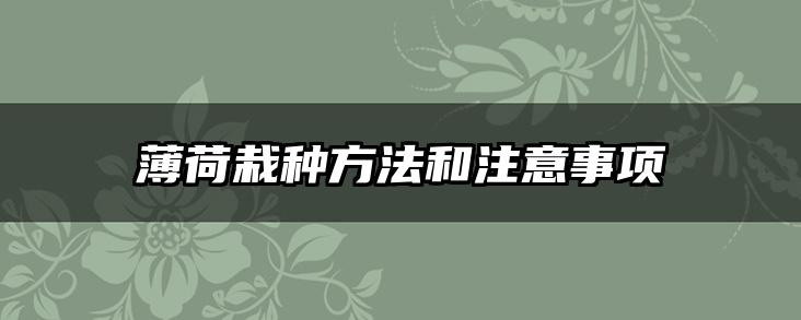 薄荷栽种方法和注意事项