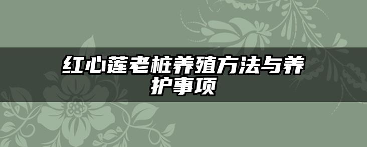 红心莲老桩养殖方法与养护事项