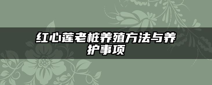 红心莲老桩养殖方法与养护事项