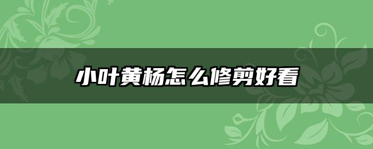 小叶黄杨怎么修剪好看