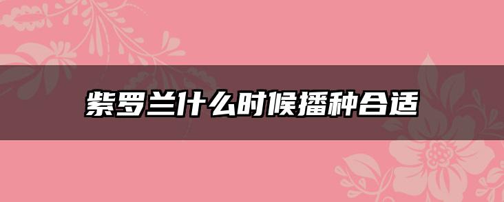 紫罗兰什么时候播种合适