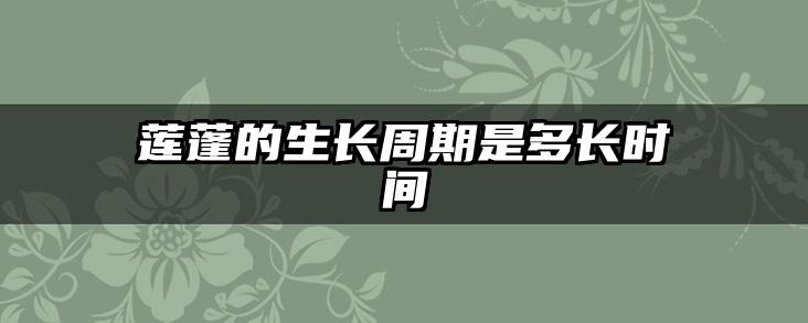 莲蓬的生长周期是多长时间