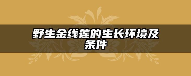 野生金线莲的生长环境及条件