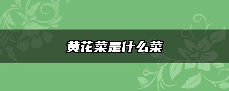 黄花菜是什么菜