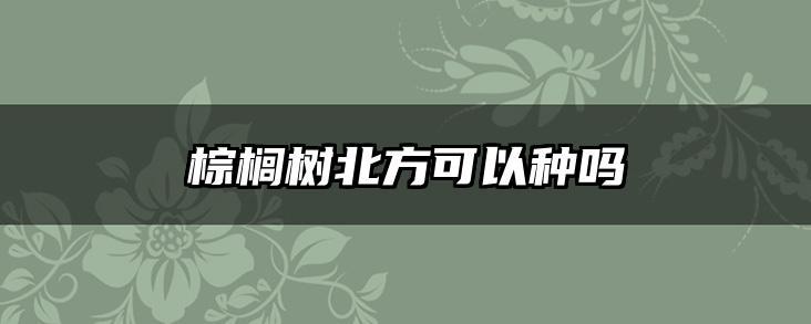 棕榈树北方可以种吗