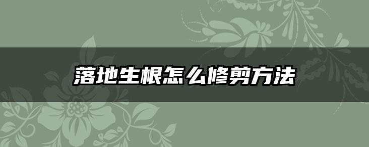 落地生根怎么修剪方法