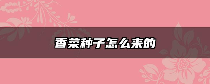 香菜种子怎么来的
