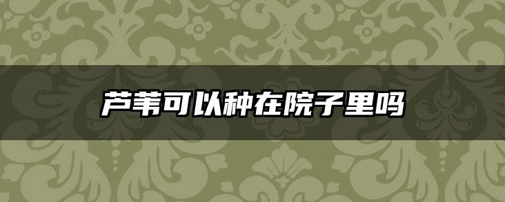 芦苇可以种在院子里吗