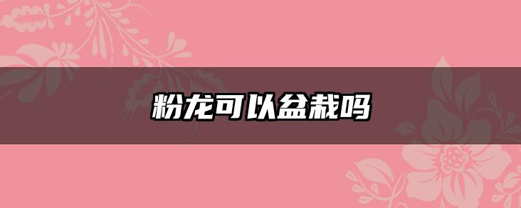 粉龙可以盆栽吗