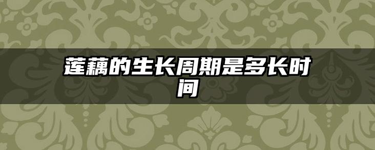 莲藕的生长周期是多长时间