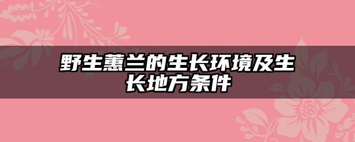 野生蕙兰的生长环境及生长地方条件