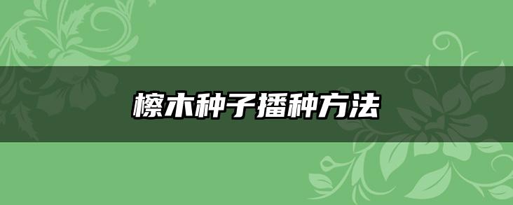 檫木种子播种方法