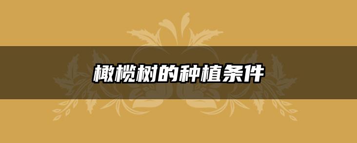 橄榄树的种植条件