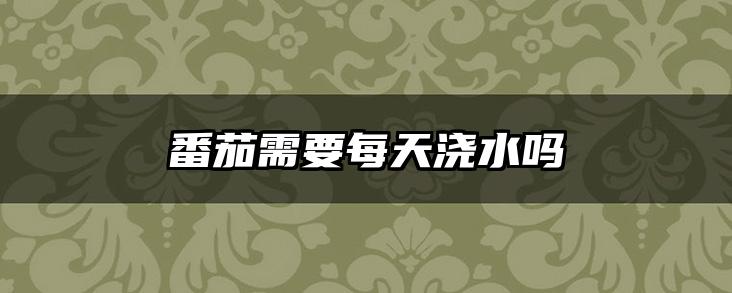 番茄需要每天浇水吗