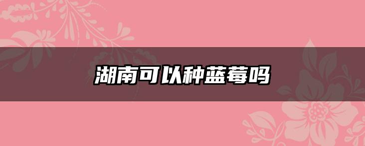 湖南可以种蓝莓吗