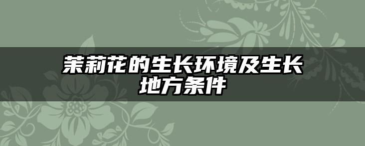 茉莉花的生长环境及生长地方条件