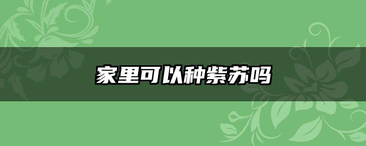 家里可以种紫苏吗
