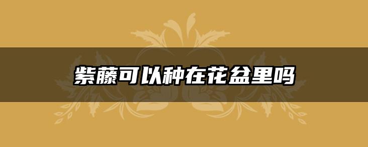 紫藤可以种在花盆里吗