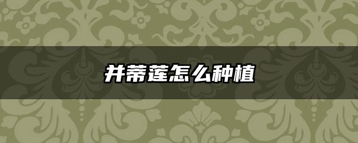 并蒂莲怎么种植