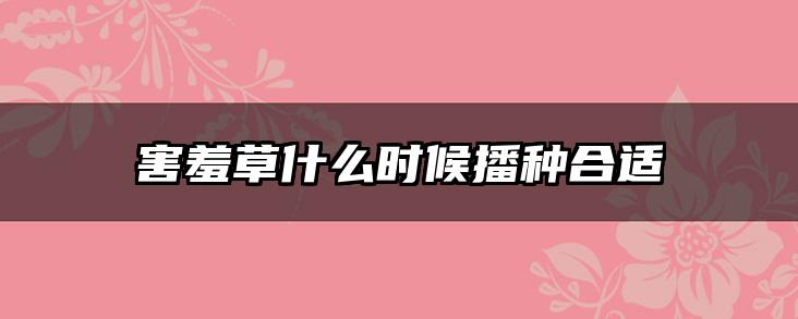 害羞草什么时候播种合适