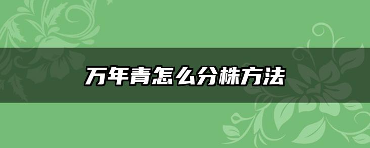 万年青怎么分株方法