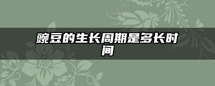 豌豆的生长周期是多长时间