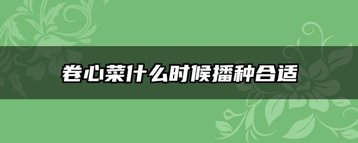 卷心菜什么时候播种合适