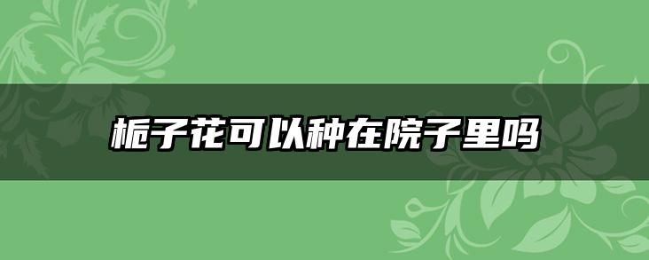 栀子花可以种在院子里吗