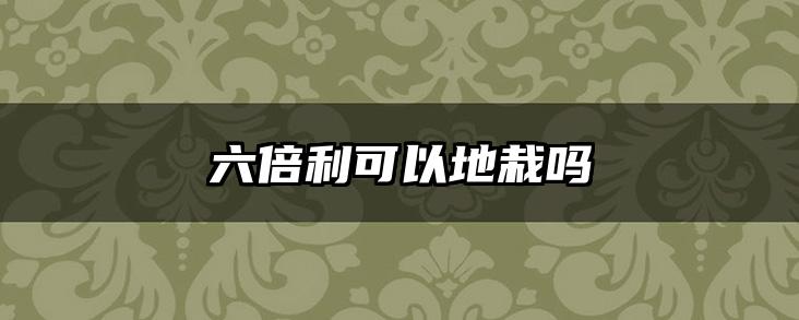六倍利可以地栽吗