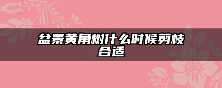 盆景黄角树什么时候剪枝合适