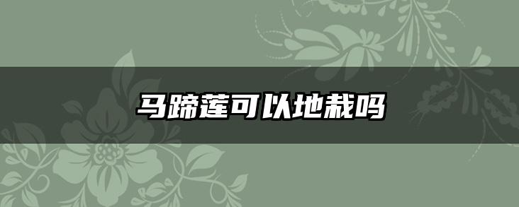 马蹄莲可以地栽吗