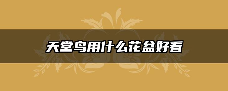 天堂鸟用什么花盆好看