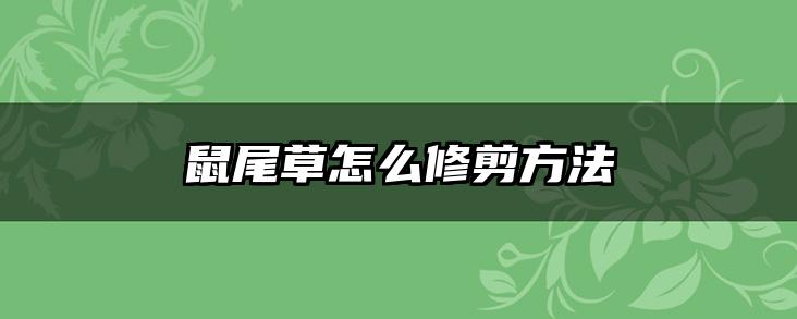 鼠尾草怎么修剪方法