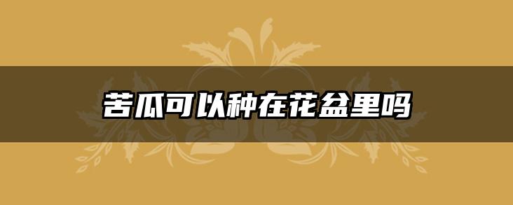 苦瓜可以种在花盆里吗