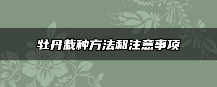 牡丹栽种方法和注意事项