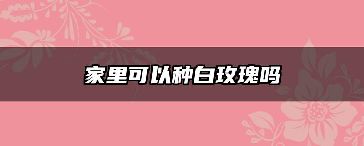 家里可以种白玫瑰吗