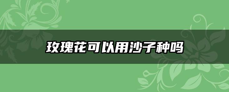 玫瑰花可以用沙子种吗