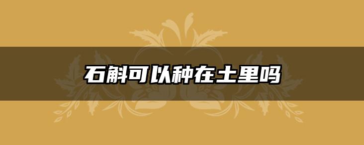 石斛可以种在土里吗