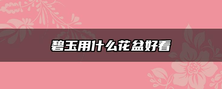 碧玉用什么花盆好看