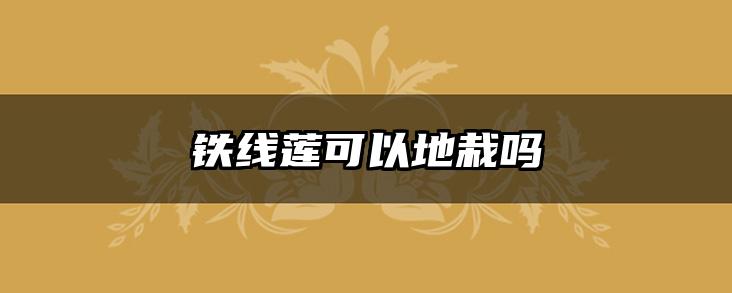 铁线莲可以地栽吗