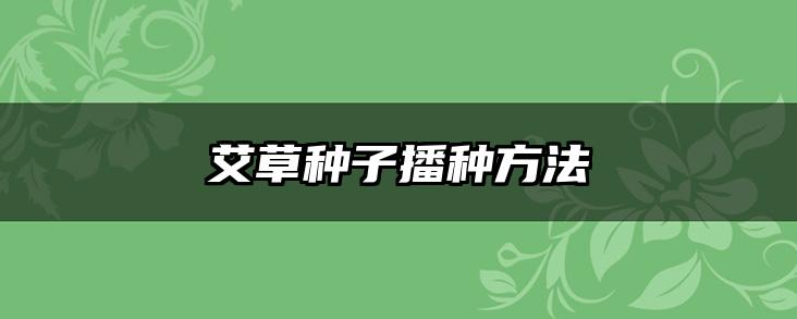 艾草种子播种方法