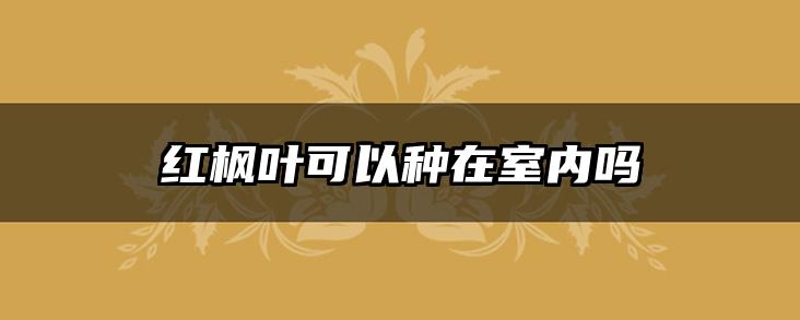 红枫叶可以种在室内吗