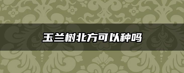 玉兰树北方可以种吗
