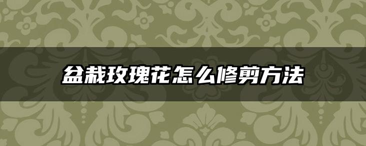 盆栽玫瑰花怎么修剪方法