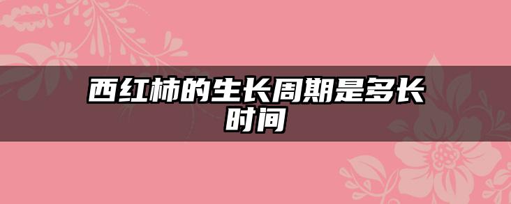 西红柿的生长周期是多长时间