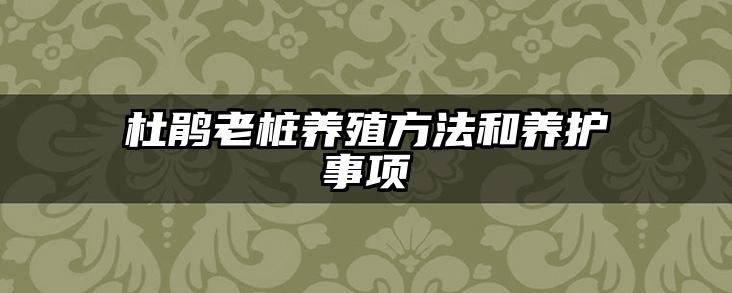 杜鹃老桩养殖方法和养护事项
