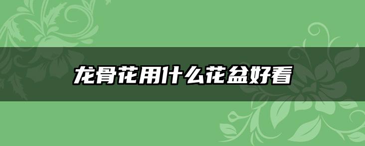 龙骨花用什么花盆好看