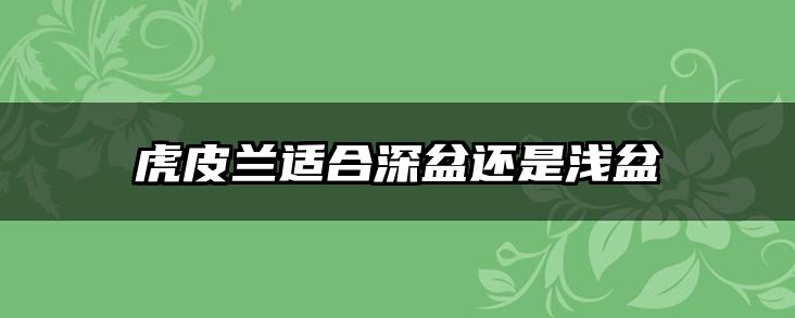 虎皮兰适合深盆还是浅盆