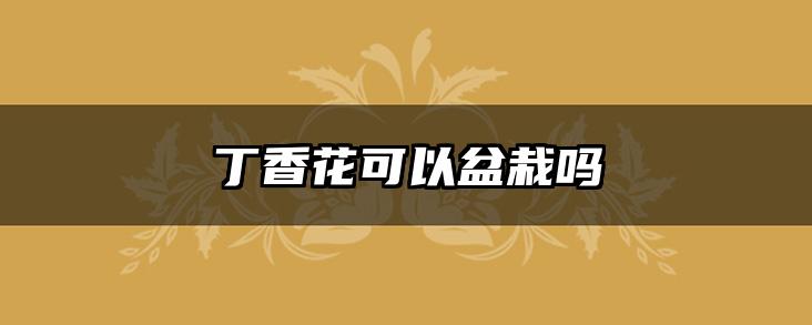 丁香花可以盆栽吗